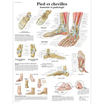 Planche anatomique Pied et chevilles - Anatomie et pathologie VR2176L