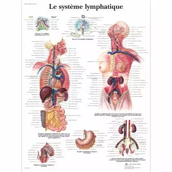 Planche Anatomique 3B Scientific Pas Cher Papier De Qualité Durable