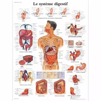 Planche de Sciences Recto Squelette Verso Corps Humain et Organes -, 9782747306775