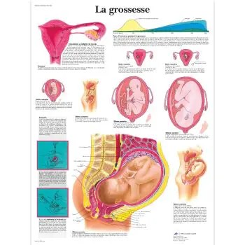 Planche anatomique La grossesse VR2554UU