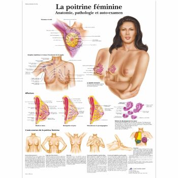 Planche anatomique La poitrine féminine - Anatomie, pathologie et auto-examen VR2556L