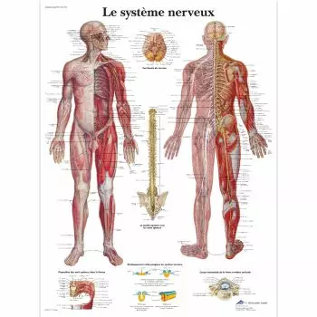 Planche anatomique Le système nerveux VR2620UU