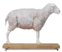Modèle de mouton 2/3 grandeur nature Erler Zimmer