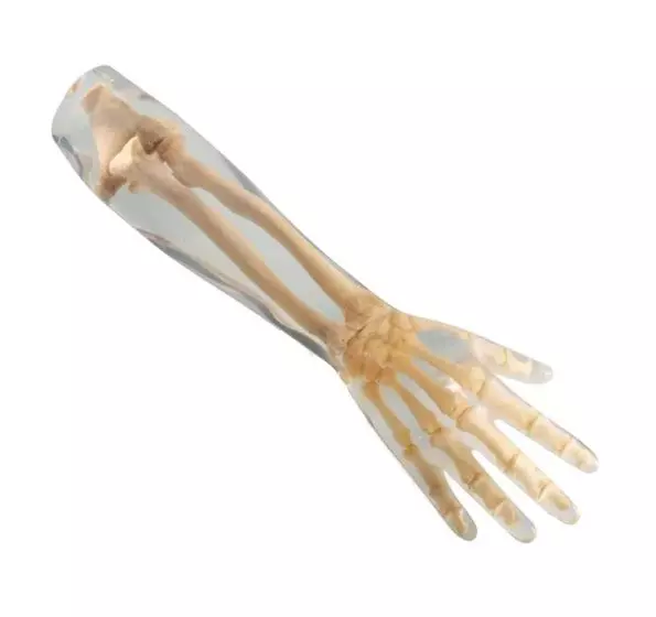 Fantôme radiographique avant-bras transparent Erler Zimmer