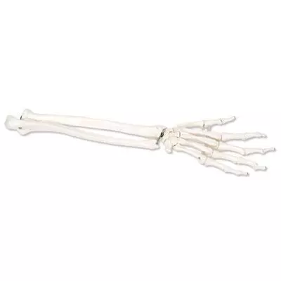Squelette de la main avec radius et ulna (cubitus), montage articulé et élastique, gauche A40/3L