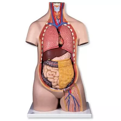 Torse classique asexué , en 10 parties B09/1