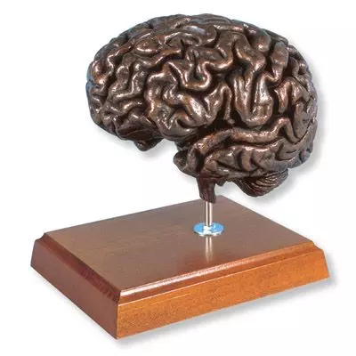 Cerveau  MEDart™, cuivre MAC18K