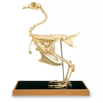 Squelette de poule (Gallus gallus) T30002