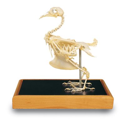 Squelette de pigeon (Columba palumbus) T30007