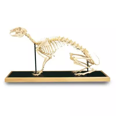 Squelette de lièvre (Lepus europaeus) T30008