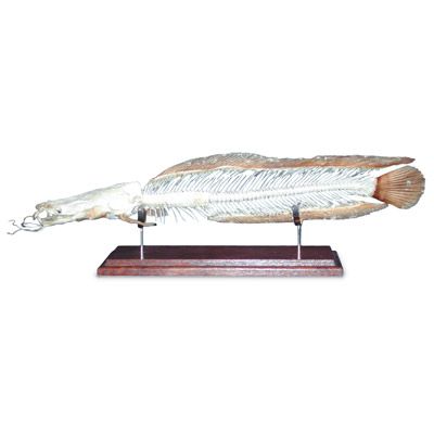 Squelette de poisson – Silure africain (Clarias lazera) T30046