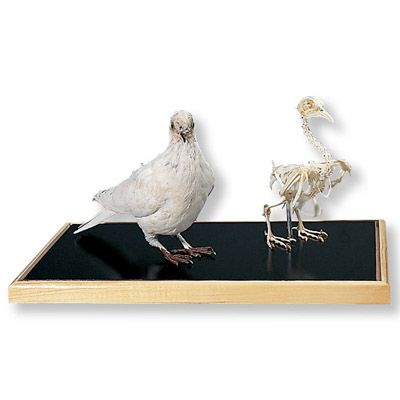 Squelette de pigeon et pigeon naturalisé (Columba palumbus) T31005