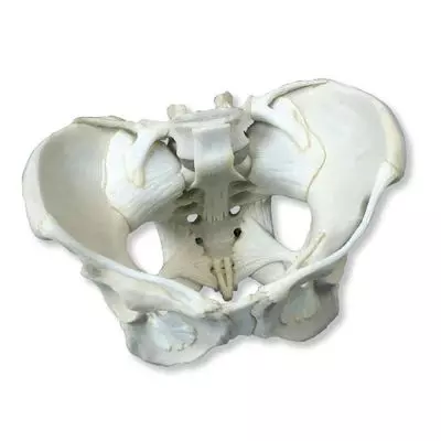 Squelette du bassin avec ligaments, féminin W19012