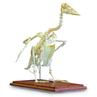 Squelette d'oie T30045