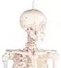 Squelette miniature „Daniel“ avec marquage des muscles 3035 Erler Zimmer