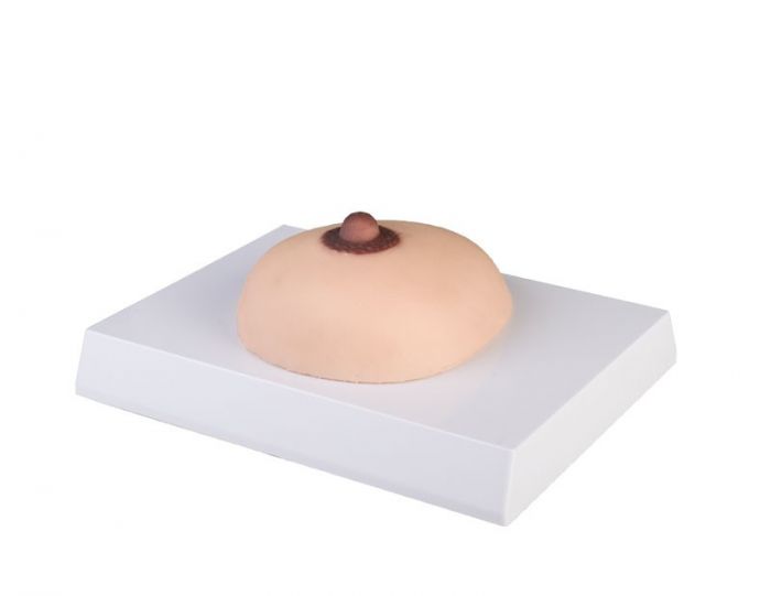 Modèle de palpation mammaire cancer du sein L281 Erler Zimmer