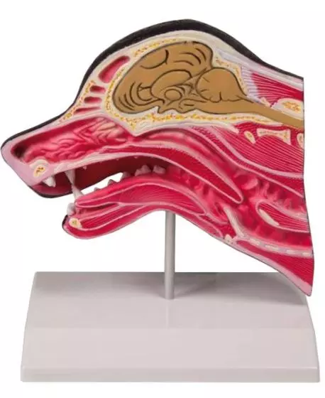 Tête de chien en coupe médianne Erler Zimmer