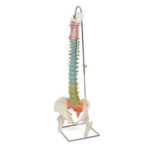 Colonne vertébrale flexible didactique + moignons de fémur A58/9