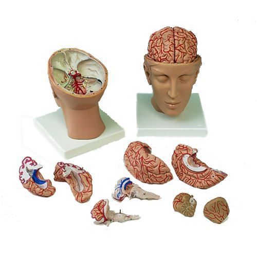 Cerveau avec artères, monté sur base de la tête, 8 parties C25