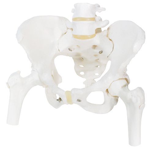 Squelette du bassin, féminin, avec moignons de fémur A62 3B Scientific