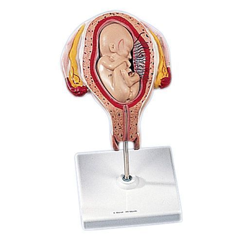 Fœtus à 4 mois, décubitus ventral L10/4