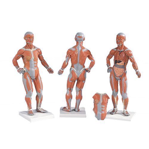 Modèle musculaire, échelle 1/3, en 2 parties B59