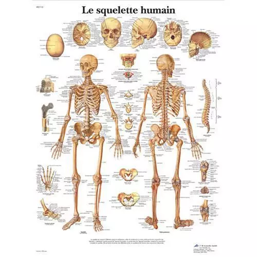 La planche anatomique du squelette humain VR2113L