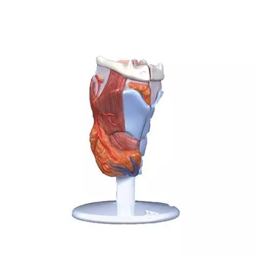 Larynx, en 2 parties G22