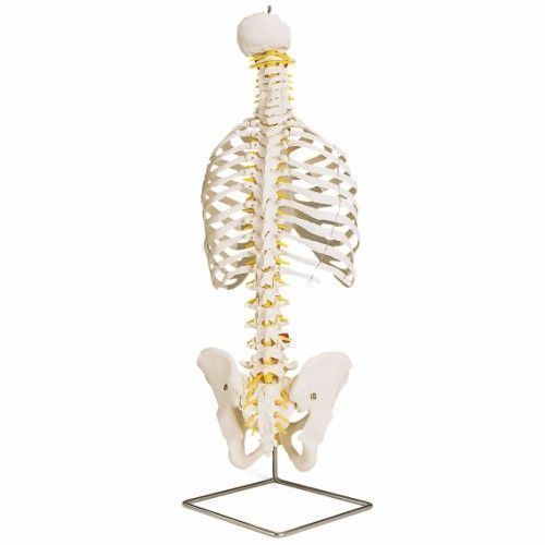 Colonne vertébrale classique flexible avec thorax A56