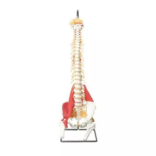 Modèle de colonne vertébrale musclée W99120 3B Scientific