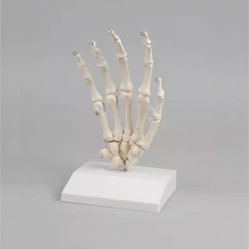 Modèle de squelette de la main - avec socle 6001S Erler Zimmer