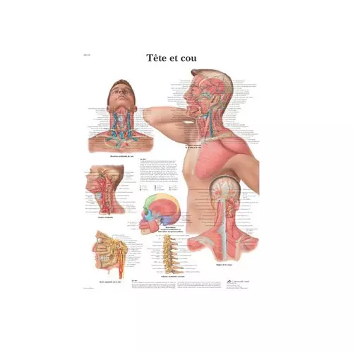 Planche anatomique Tête et cou VR2132L