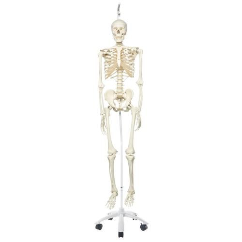 Squelette classique Stan suspendu A10/1