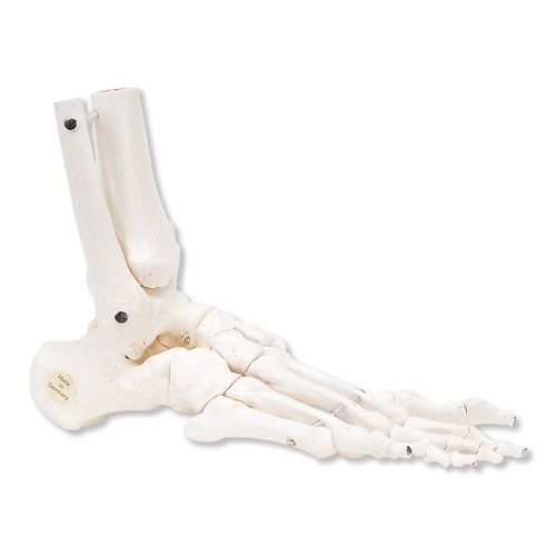 Squelette du pied avec moignon tibia et fibula (péroné), montage élastique, côté droit A31/1R 3B Scientific