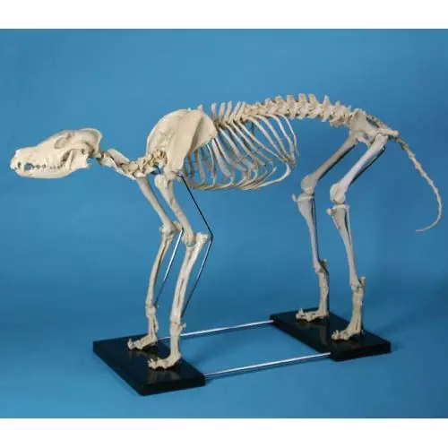 Squelette d'un chien grande taille Erler Zimmer