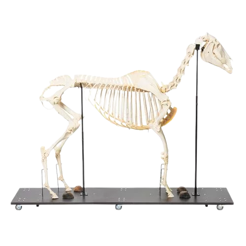 Squelette de cheval (Equus ferus caballus), mâle - T30014