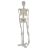 Mini squelette anatomique humain 45cm Mediprem