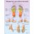 Planche anatomique Massage des zones réflexes des pieds VR2810L