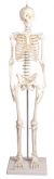 Squelette miniature Paul avec colonne vertebrale amovible Erler Zimmer