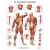 Planche anatomique La musculature humaine VR2118UU