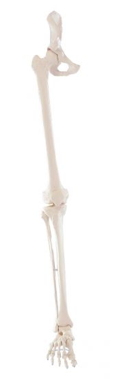 Squelette de jambe avec moitié de bassin et pied flexible 6069 Erler Zimmer