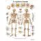 La planche anatomique du squelette humain VR2113L