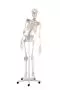 Squelette „Toni“ avec colonne vertébrale flexible et ligaments visibles - sur roulettes - 3013 Erler Zimmer