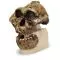 Australopithecus boisei  - KNM-ER 406, Omo L. 7a-125 VP755/1