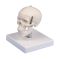 Modèle de crâne miniature en 3 parties avec socle 4650 Erler Zimmer
