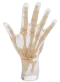 Fantôme radiographique de la main Erler Zimmer transparent