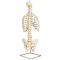 Colonne vertébrale classique flexible avec thorax A56