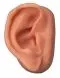 Modèle d'acupuncture de l’oreille 3bs Scientific N15/1