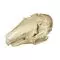 Crâne de lièvre (Lepus europaeus) T30019