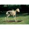 Squelette de mouton (Ovis aries) T30036